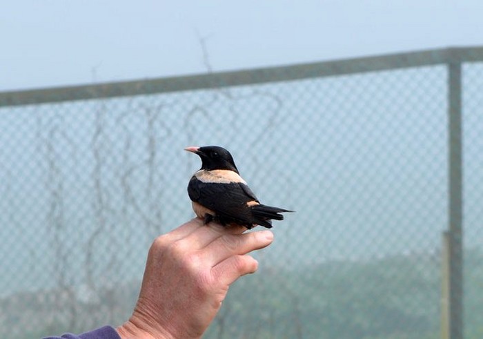 Rose-coloured Starling