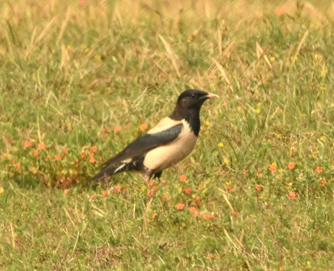 Rose-coloured Starling