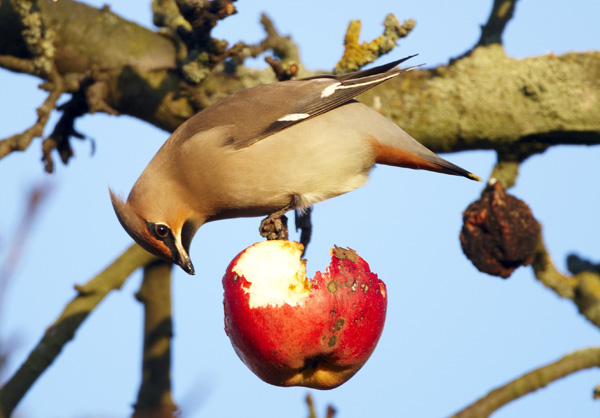 Waxwing