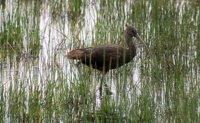 Glossy Ibis