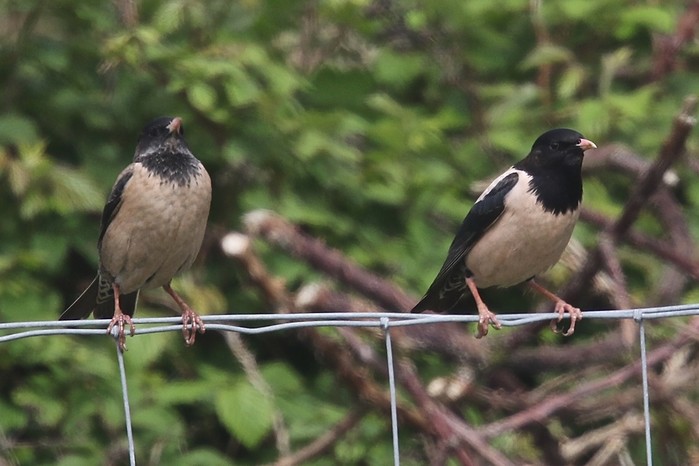 Rose-coloured Starling