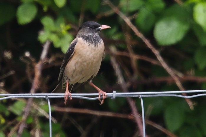Rose-coloured Starling