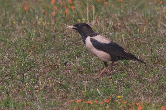 Rose-coloured Starling
