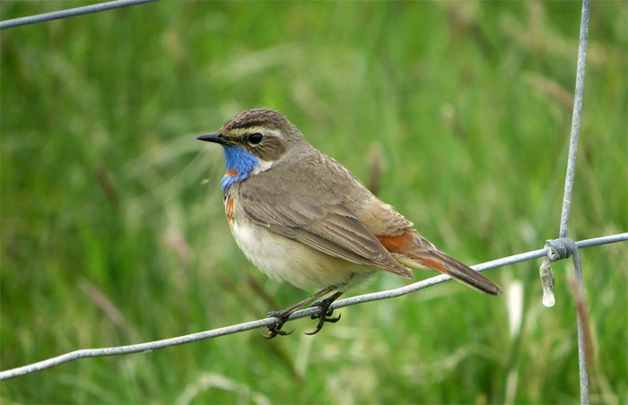 Bluethroat