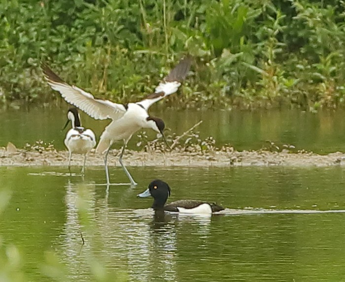 Avocet