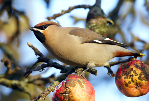 Waxwing