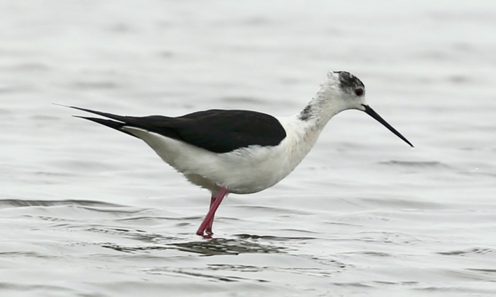 Black-winged Stilt