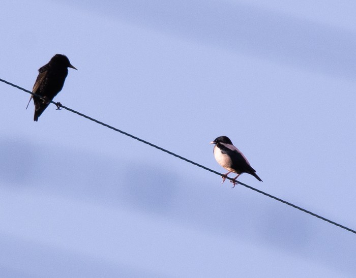 Rose-coloured Starling