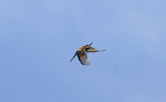 Bee-eater