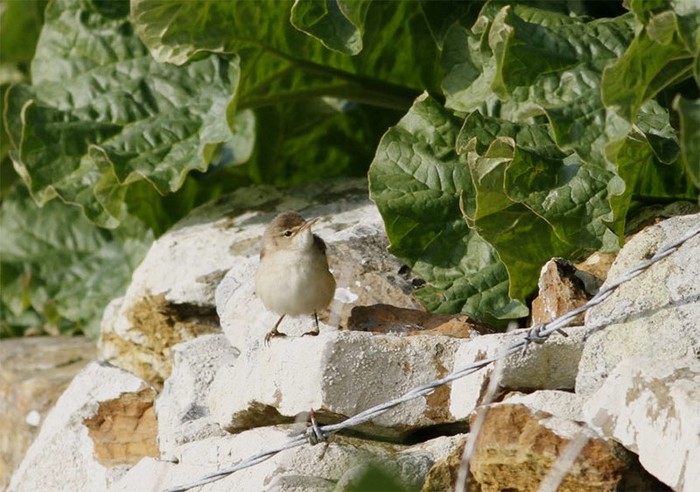 Marsh Warbler