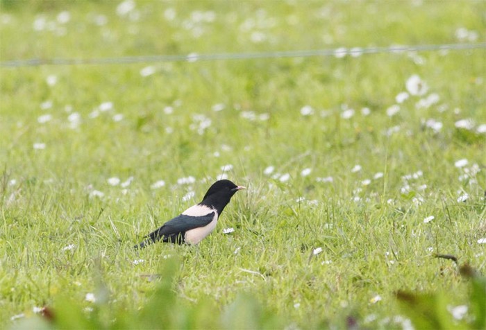 Rose-coloured Starling
