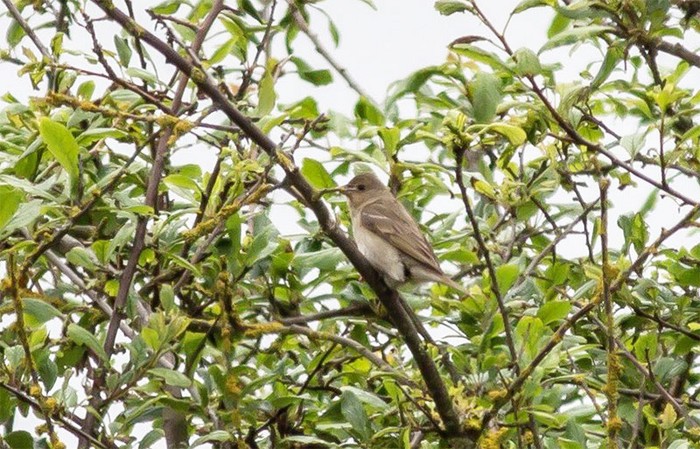 Common Rosefinch