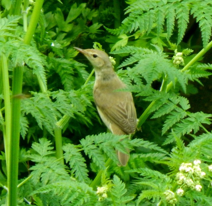 Marsh Warbler