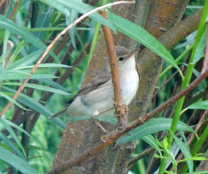 Marsh Warbler