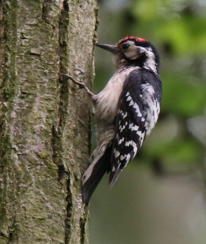 Lesser Spotted Woodpecker