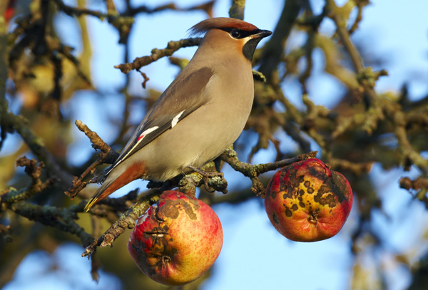 Waxwing