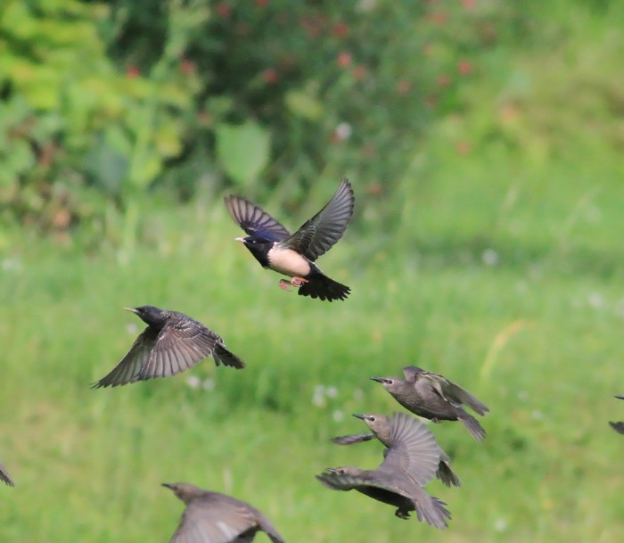 Rose-coloured Starling