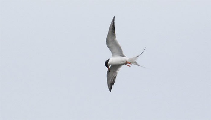 Forster's Tern