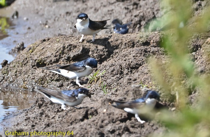 House Martin