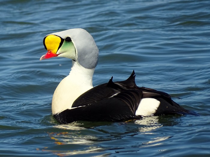 King Eider