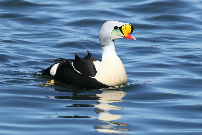 King Eider