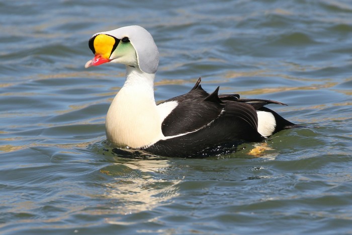 King Eider