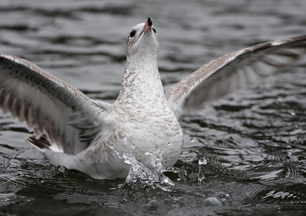 Ring-billed Gull