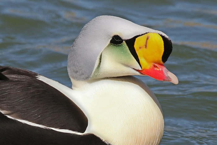 King Eider