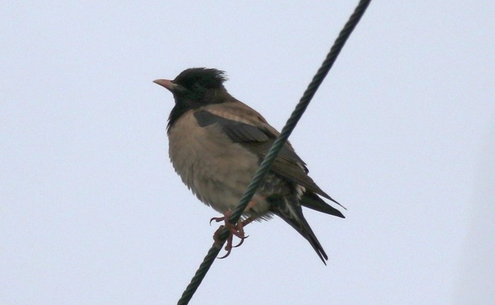 Rose-coloured Starling