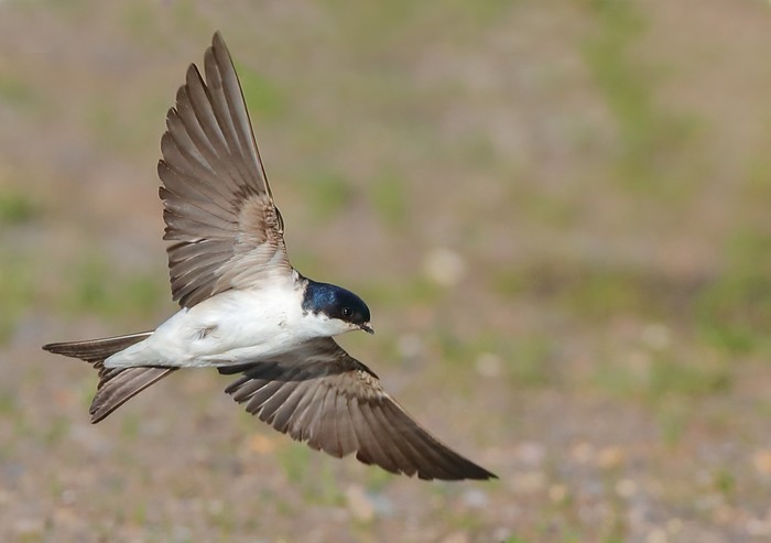 House Martin