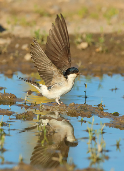 House Martin
