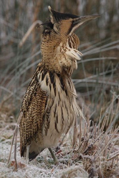Bittern