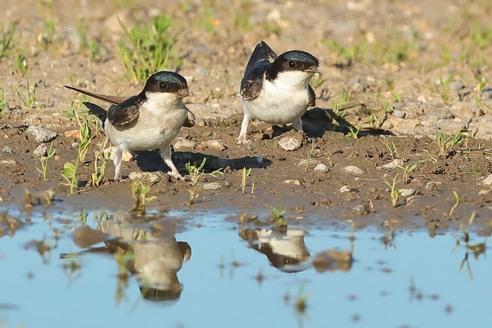 House Martin