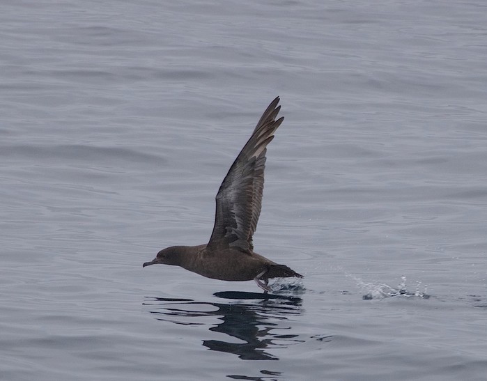 Sooty Shearwater