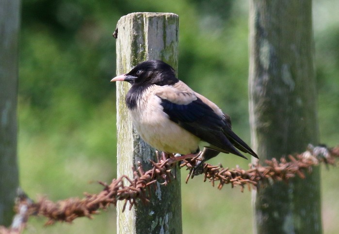Rose-coloured Starling