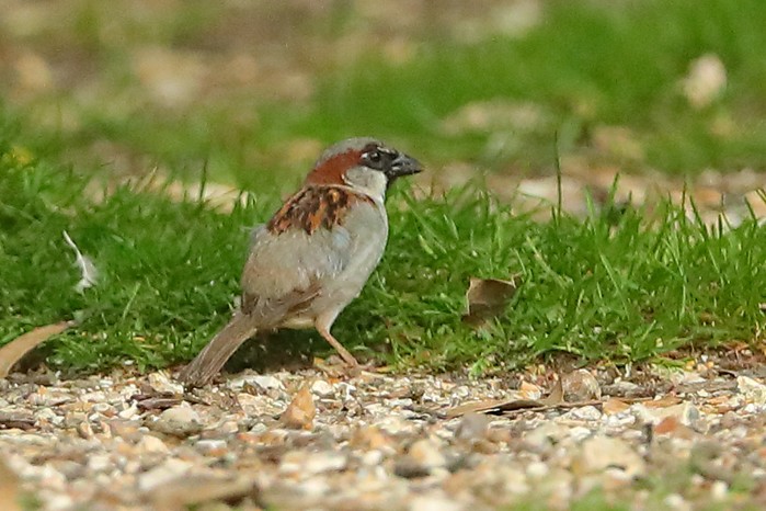 House Sparrow