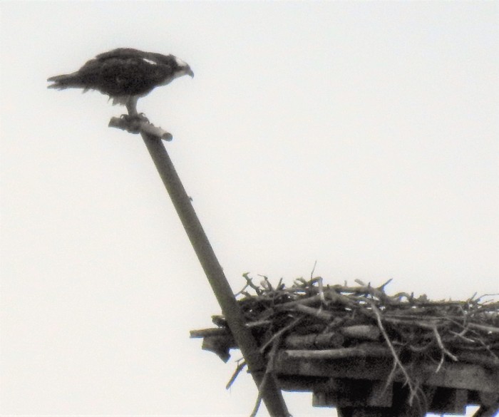 Osprey