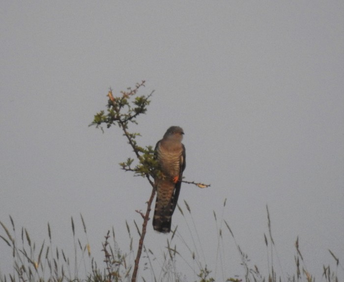 Cuckoo