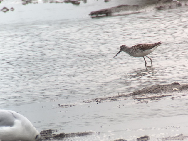 Marsh Sandpiper
