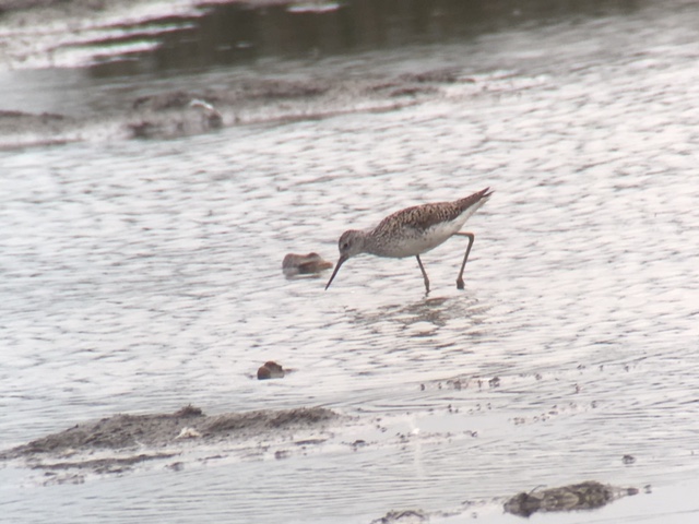 Marsh Sandpiper