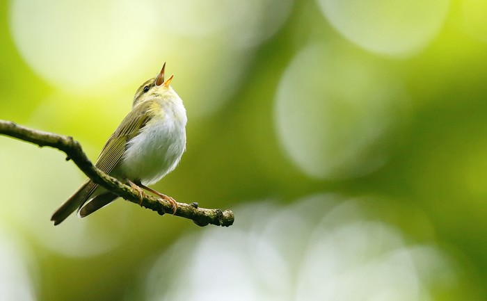 Wood Warbler