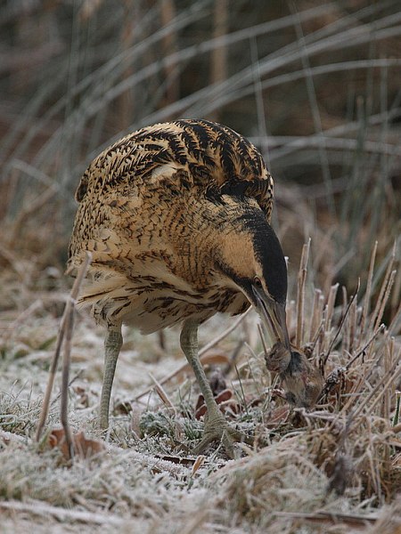 Bittern