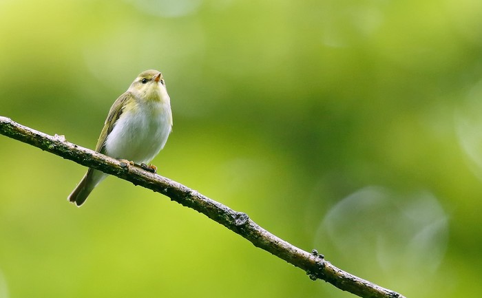 Wood Warbler