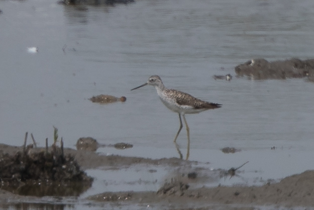 Marsh Sandpiper