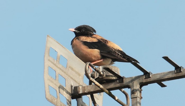 Rose-coloured Starling