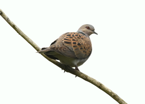 Turtle Dove