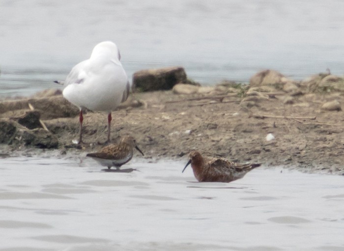 Curlew Sandpiper