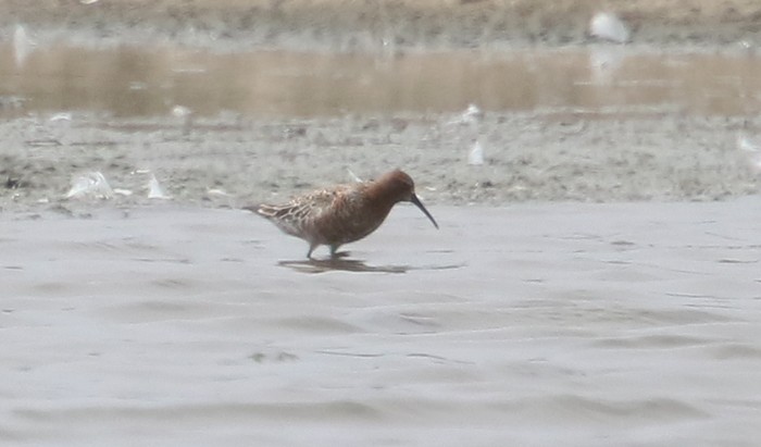 Curlew Sandpiper