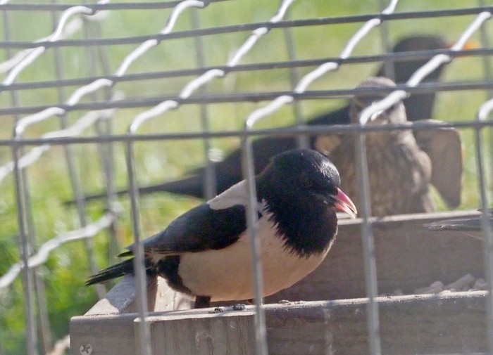 Rose-coloured Starling