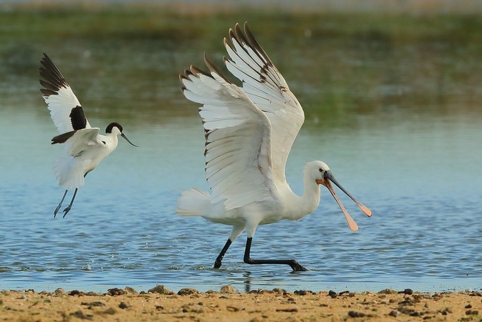 Spoonbill